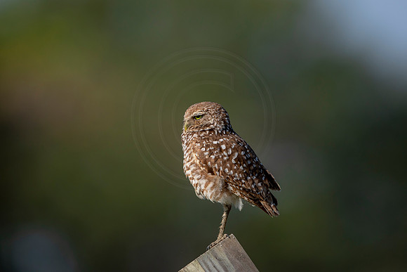 558 burrowing owl (6F3A0072) April 17, 2021