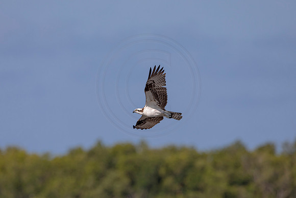 106 osprey (6F3A6346) April 15, 2021