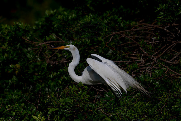 1006 egret (6F3A3292) April 18, 2021
