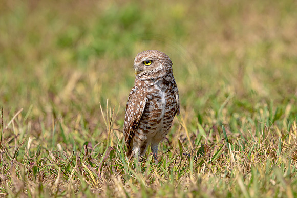 885 burrowing owl (6F3A2255) April 17, 2021