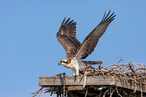 133 osprey (6F3A6499) April 15, 2021