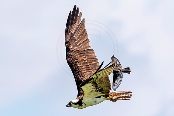 Osprey in Crown Point