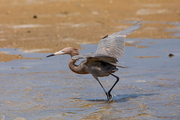 250 reddish egret (6F3A7291) April 15, 2021