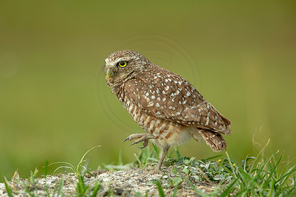 65 burrowing owl (6F3A0516) April 17, 2021