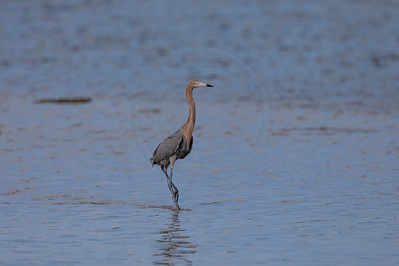 85 reddish egret (6F3A6080) April 15, 2021