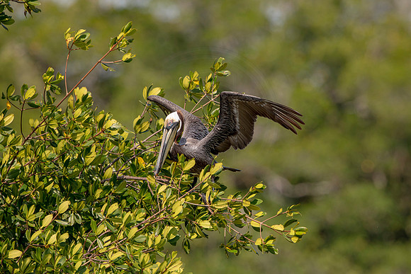 438 pelican (6F3A8792) April 15, 2021