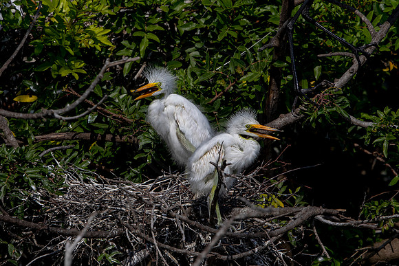 1097 egrets (6F3A4052) April 18, 2021