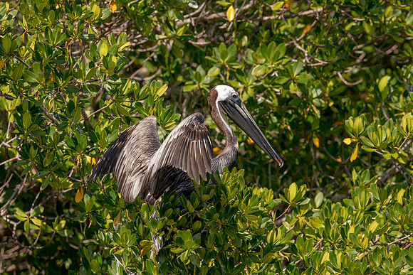 450 pelican (6F3A8862) April 15, 2021