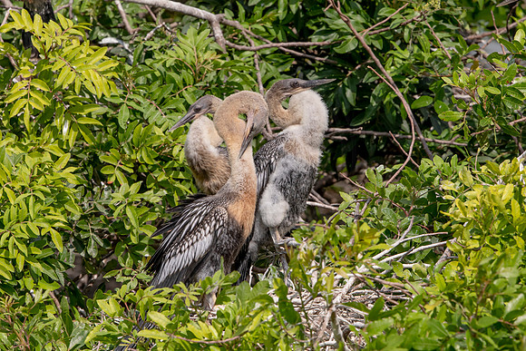 1150 anhinga (6F3A4613) April 18, 2021