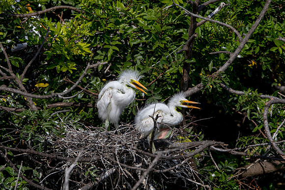 1103 egrets (6F3A4071) April 18, 2021
