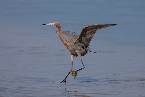 111 reddish egret (6F3A6370) April 15, 2021