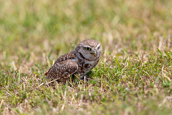738 burrowing owl (6F3A1457) April 17, 2021