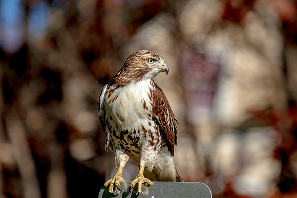 Immature Red Tailed Hawk