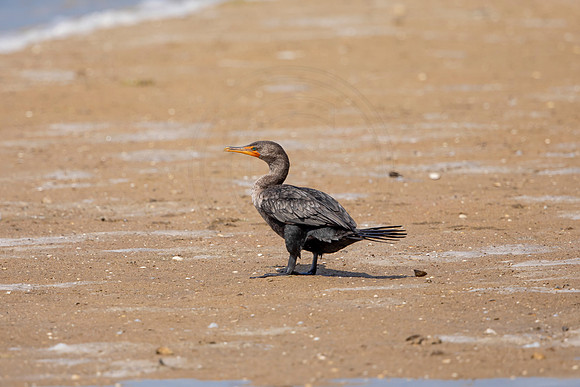 242 cormorant (6F3A7229) April 15, 2021