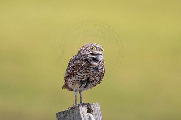 753 burrowing owl (6F3A1515) April 17, 2021