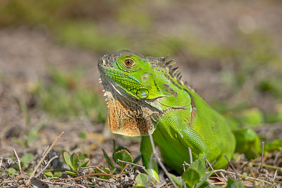 467 iguana (6F3A8940) April 15, 2021