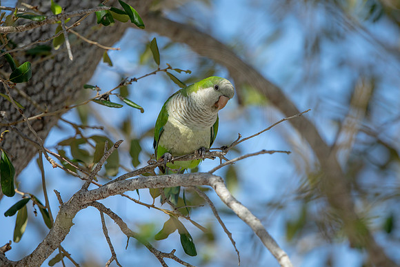 1233 monk parakeet (6F3A5799) April 18, 2021