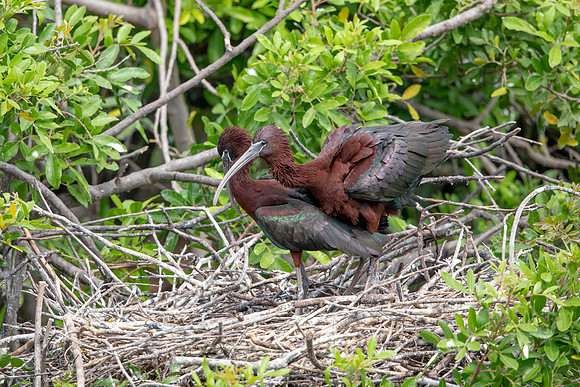 1156 glossy ibis (6F3A4691) April 18, 2021