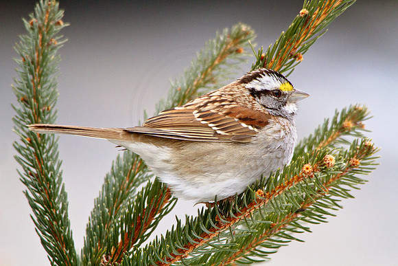 A sparrow