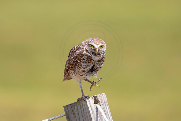 755 burrowing owl (6F3A1518) April 17, 2021