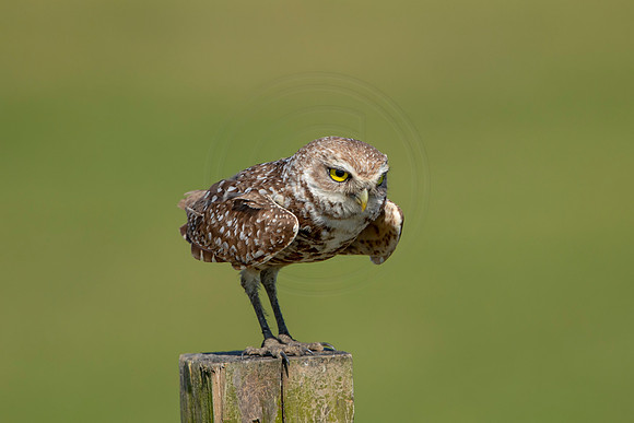 903 burrowing owl (6F3A2407) April 17, 2021