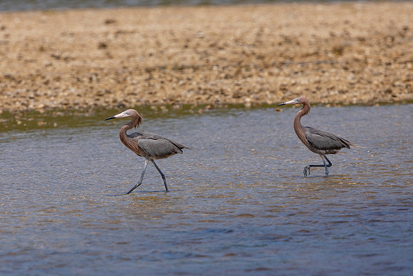 244 reddish egret (6F3A7246) April 15, 2021