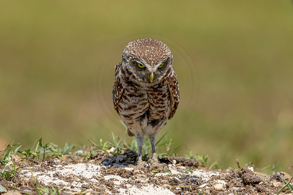 833 burrowing owl (6F3A1976) April 17, 2021