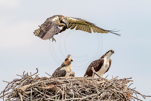 Osprey in Crown Point