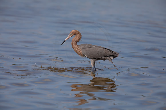 99 reddish egret (6F3A6139) April 15, 2021