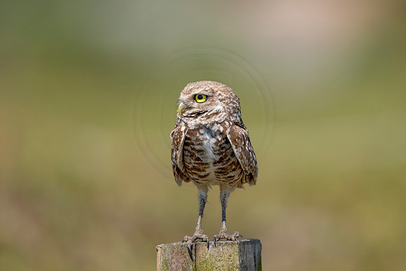 859 burrowing owl (6F3A2104) April 17, 2021