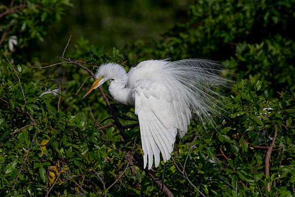 993 egret (6F3A3082) April 18, 2021