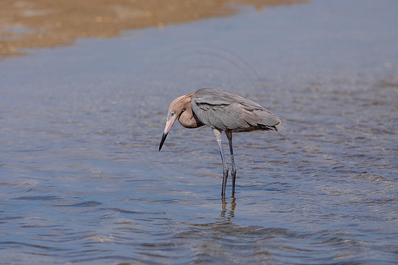 193 reddish egrets (6F3A6820) April 15, 2021