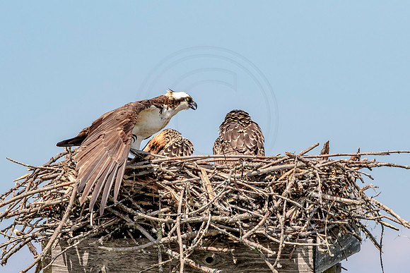 Osprey in Crown Point