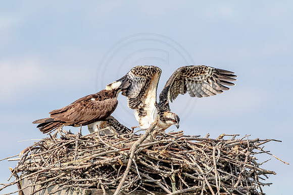 Osprey in Crown Point