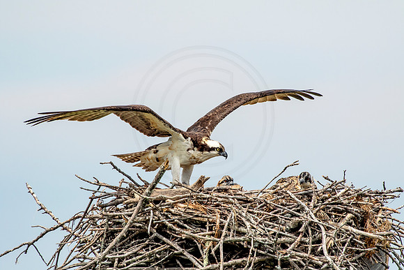 Osprey in Crown Point