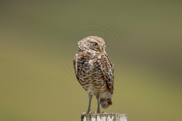710 burrowing owl (6F3A1278) April 17, 2021