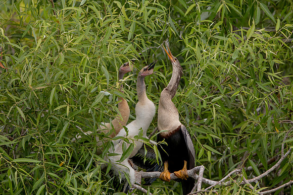 1164 anhinga (6F3A4762) April 18, 2021