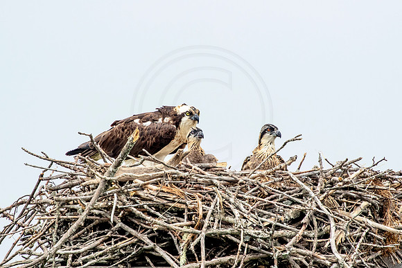 Osprey in Crown Point