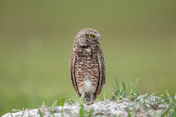 701 burrowing owl (6F3A1197) April 17, 2021