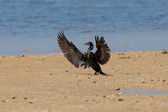 257 cormorant (6F3A7346) April 15, 2021
