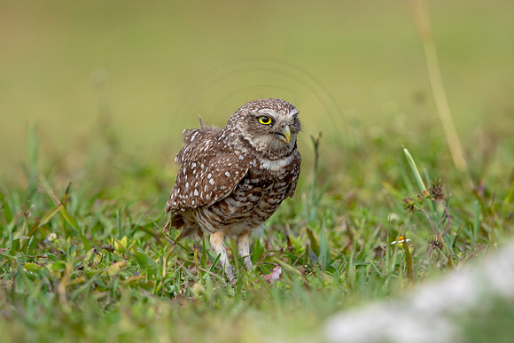 598 burrowing owl (6F3A0369) April 17, 2021