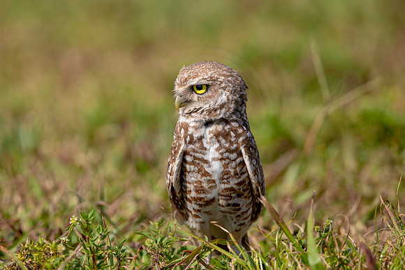 893 burrowing owl (6F3A2342) April 17, 2021