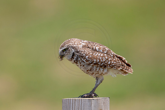 740 burrowing owl (6F3A1464) April 17, 2021