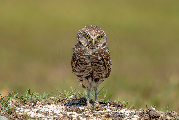 832 burrowing owl (6F3A1973) April 17, 2021