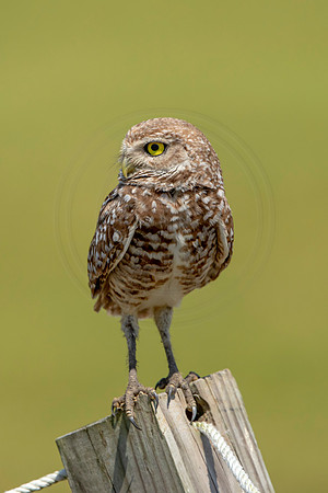 820 burrowing owl (6F3A1882) April 17, 2021