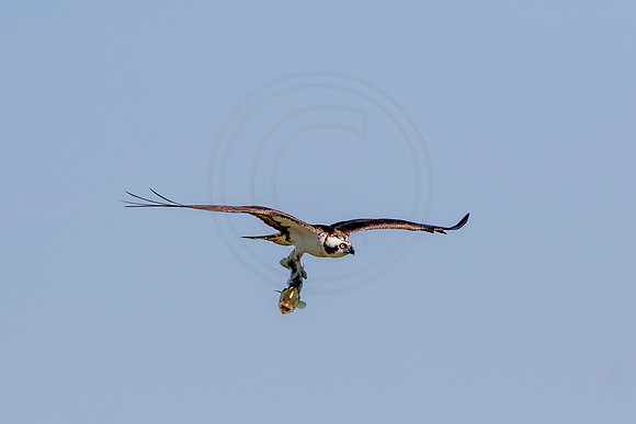 Osprey in Crown Point
