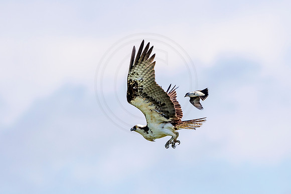 Osprey in Crown Point