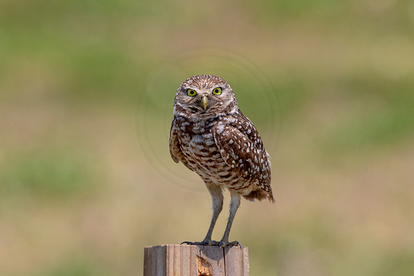 733 burrowing owl (6F3A1412) April 17, 2021