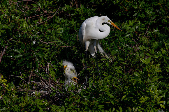 963 egret (6F3A2853) April 18, 2021