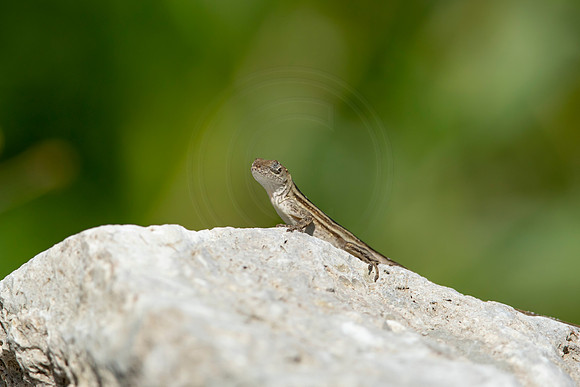 216 lizard (6F3A7027) April 15, 2021